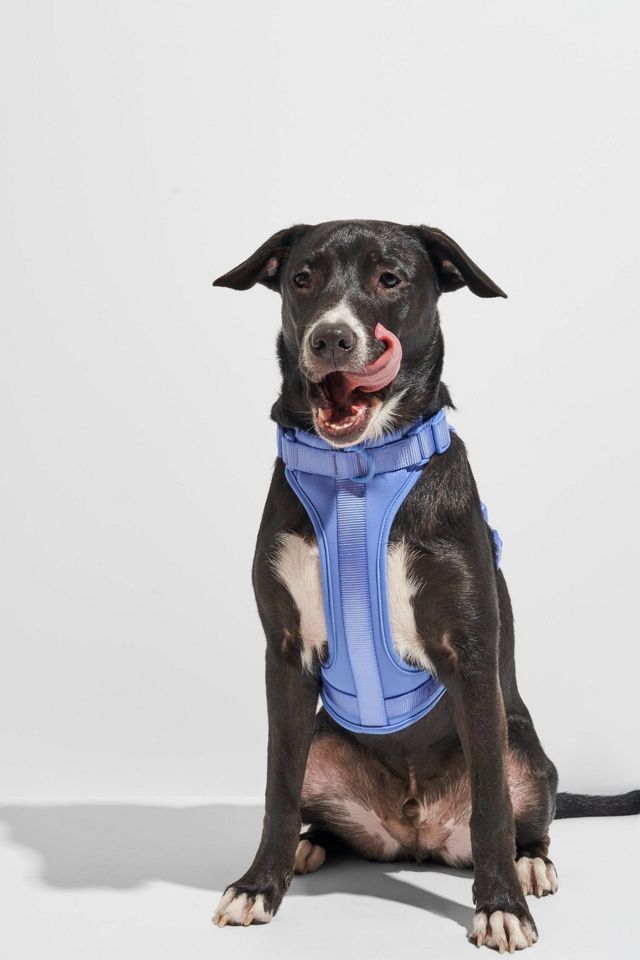 Wild One Cushioned Dog Harness #3
