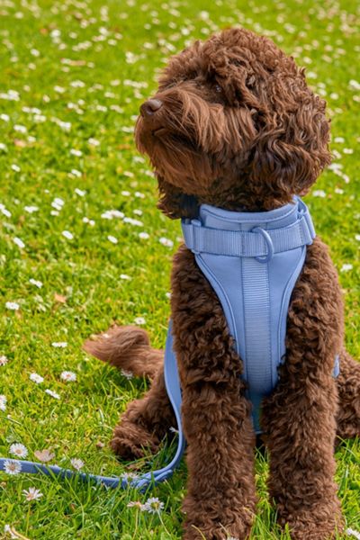 Wild One Cushioned Dog Harness