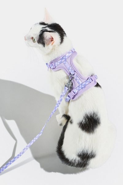 Wild One Cat Harness & Leash