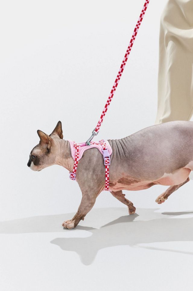 Wild One Cat Harness & Leash #1