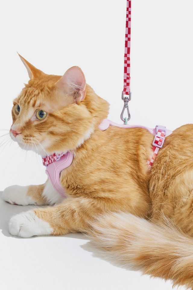 Wild One Cat Harness & Leash #3