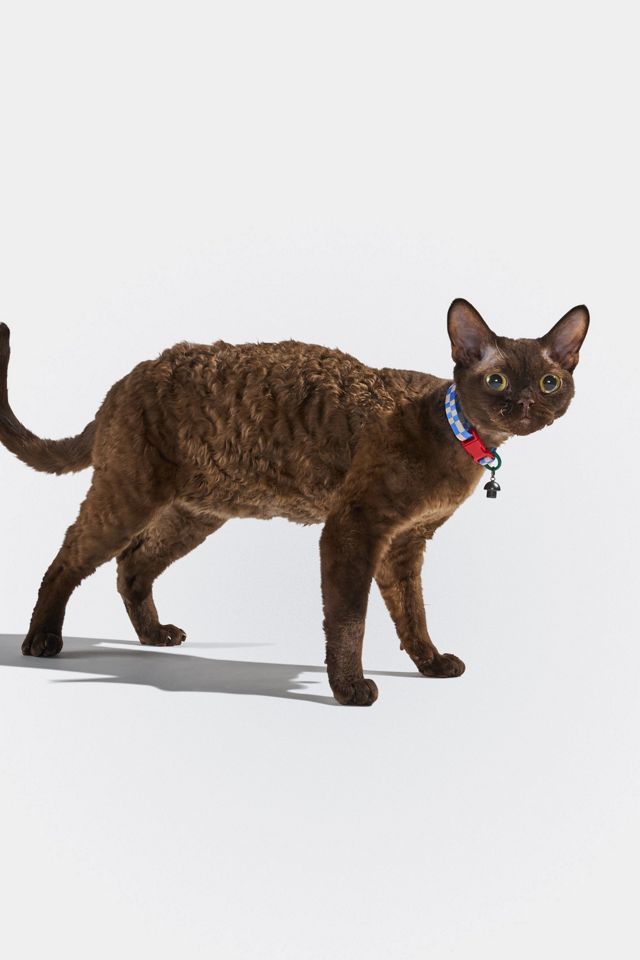 Wild One Breakaway Cat Collar #2