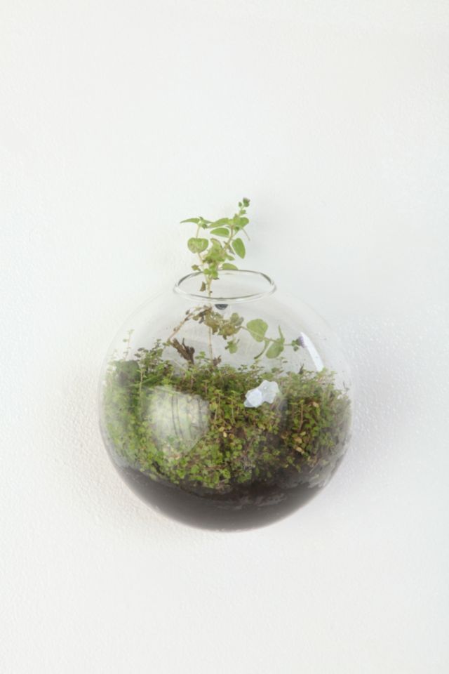 Glass Bubble Hanging Terrarium #1