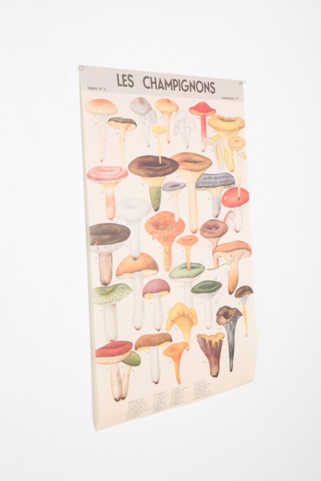 Mushroom Specimen Poster #1