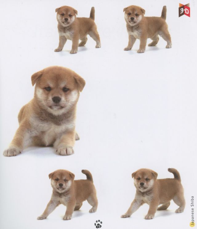 Puppies in 3D By Yoneo Morita #3