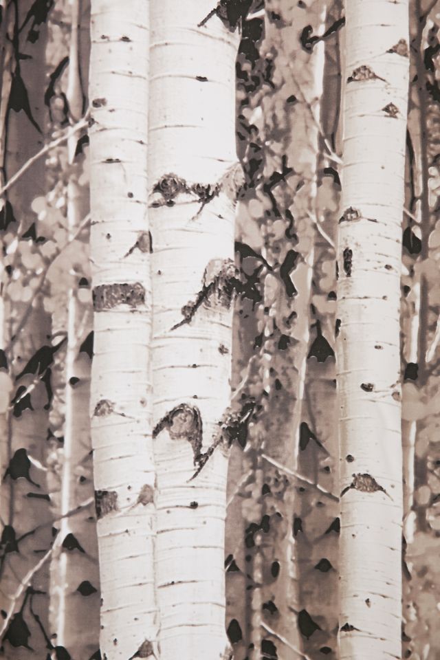 Birch Tree Shower Curtain #2