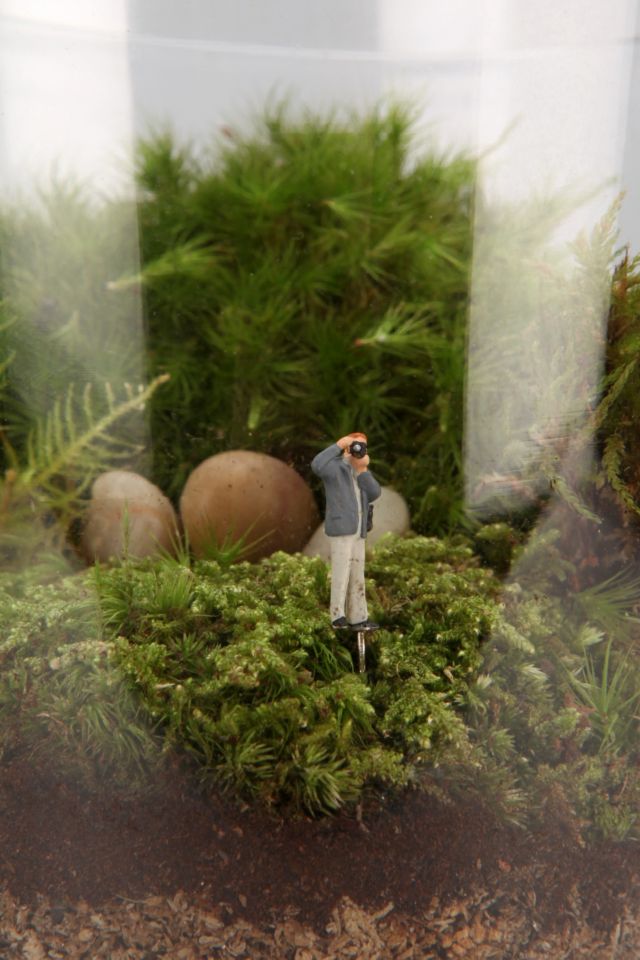 Picture This Twig Terrarium #1