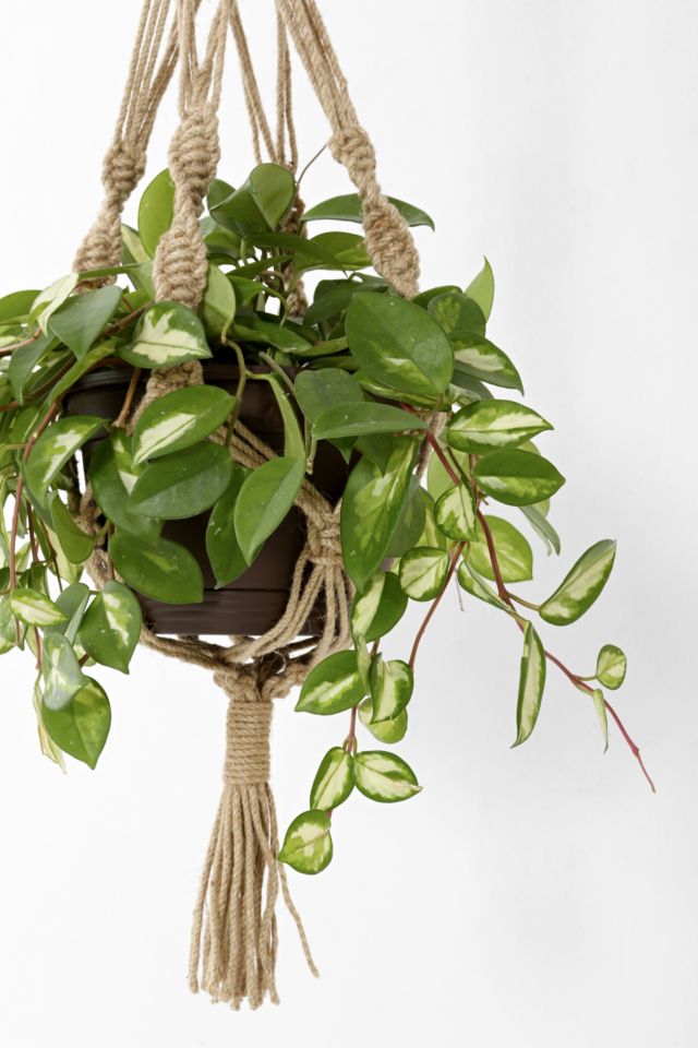 Magical Thinking Hand-Knotted Hanging Planter #1