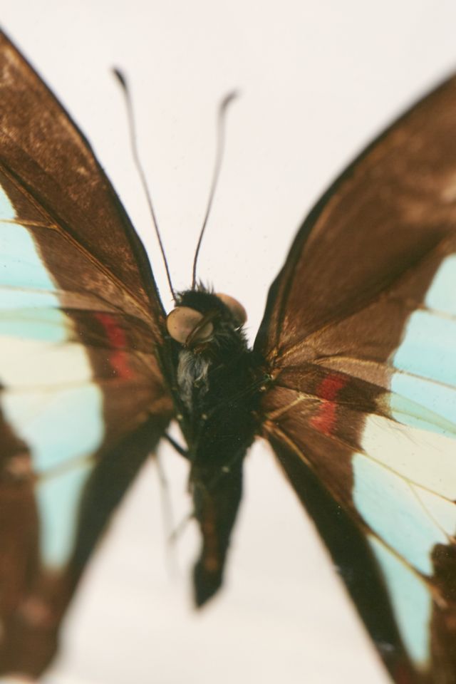 Butterfly Decor Sculpture #2