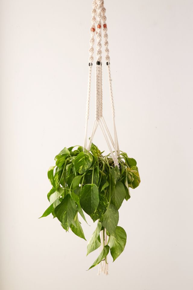 Iris Macrame Hanging Planter #1