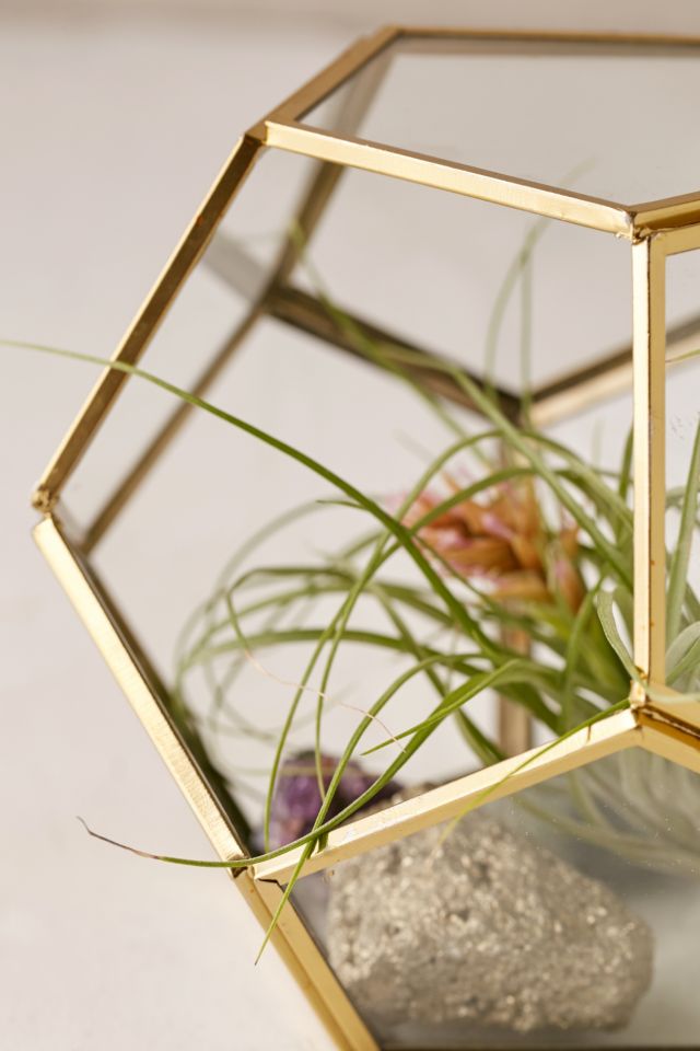 Geo Dome Terrarium #1