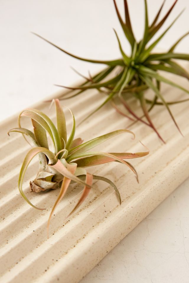 Parker Planter Tray #1
