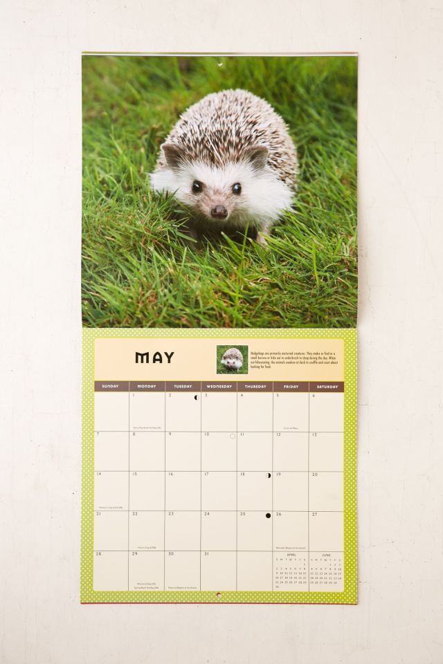 2017 Adorable Hedgehogs Wall Calendar | Urban Outfitters