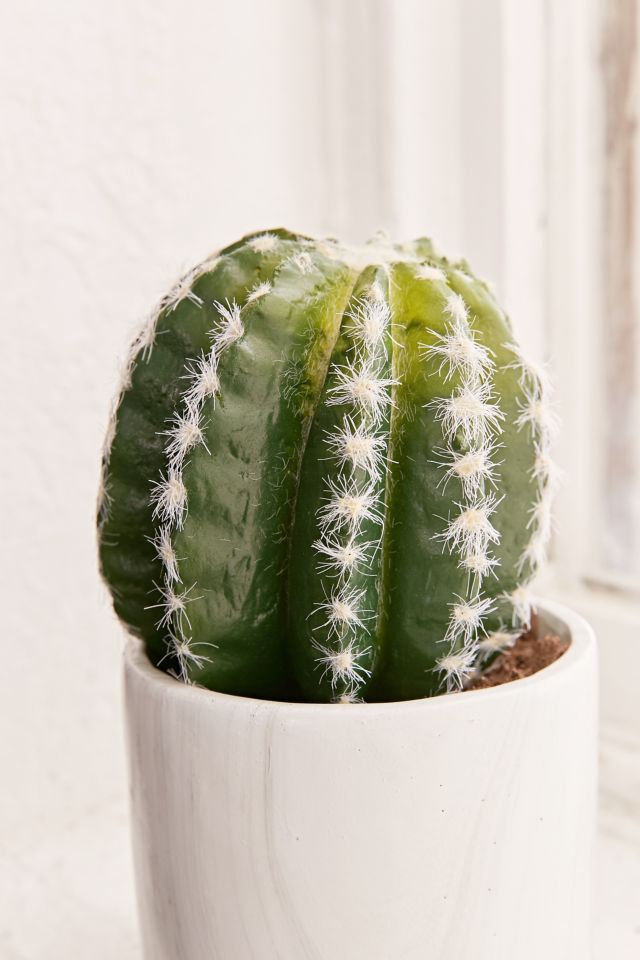 Small Cactus Decor #2
