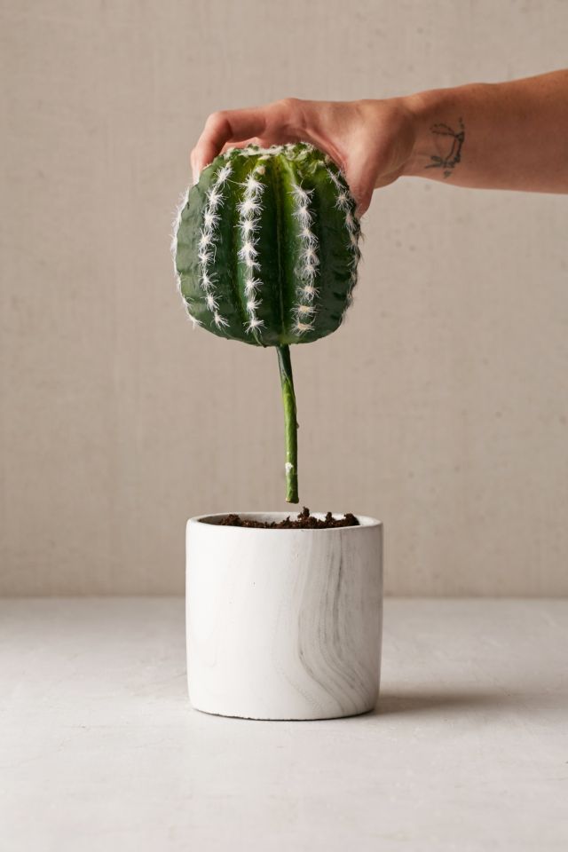 Small Cactus Decor #3