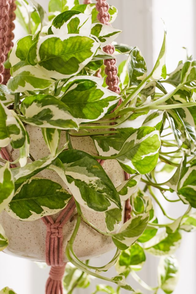 Serena Ombre Macrame Hanging Planter #1