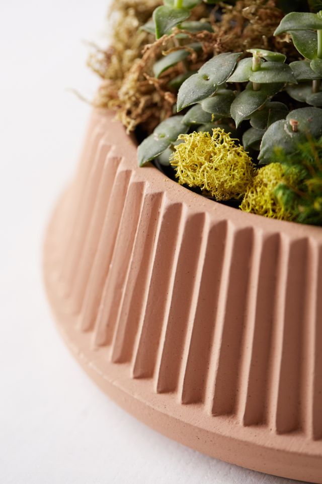 Umbra Shift Pleated Succulent Planter #4
