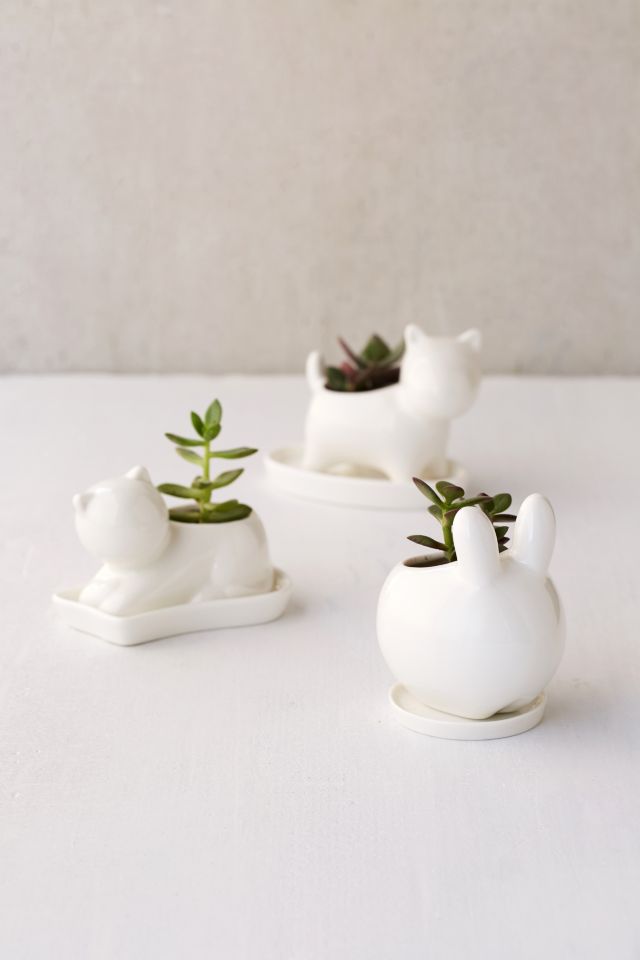 Puppy Succulent Planter #4