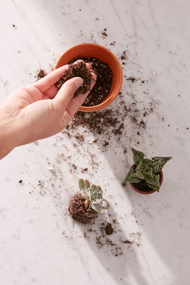 Grow Your Own Aloe Plant Kit #2