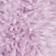 Lavender Multi