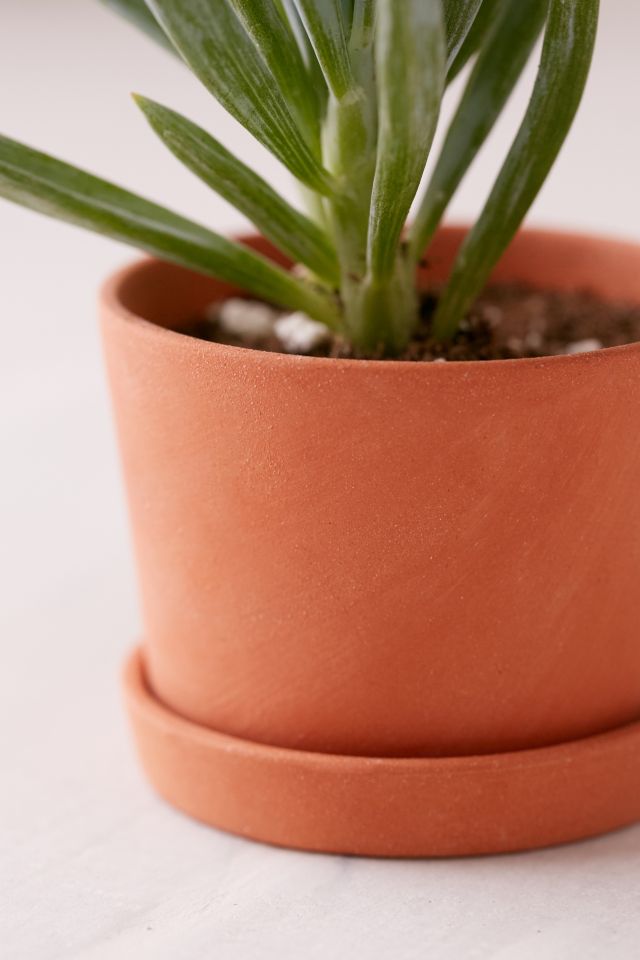 Michiko Shimada Mini Terracotta Planters - Set of 3 #2