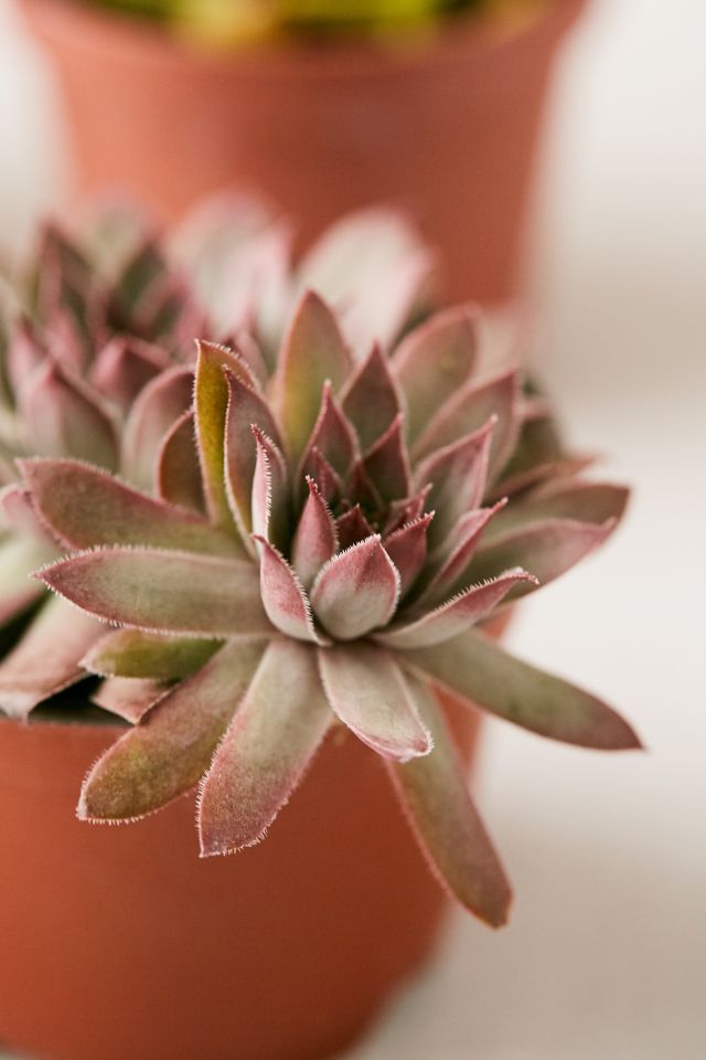 4" Live Assorted Succulents - Set of 4 #2
