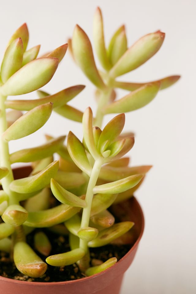 4" Live Assorted Succulents - Set of 4 #3