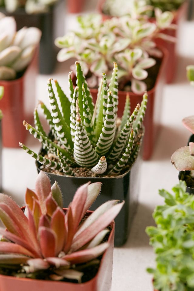 2" Live Assorted Succulents - Set of 4 #2