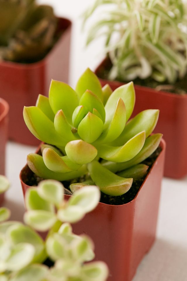2" Live Assorted Succulents - Set of 12 #2