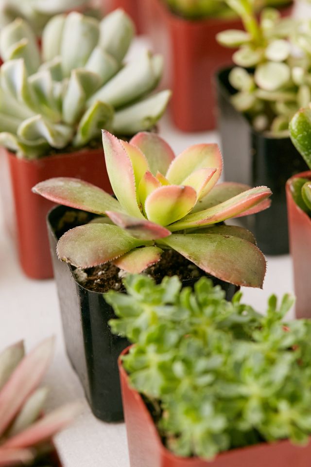 2" Live Assorted Succulents - Set of 12 #3