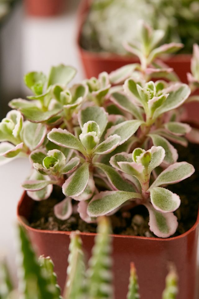 2" Live Assorted Succulents - Set of 20 #2