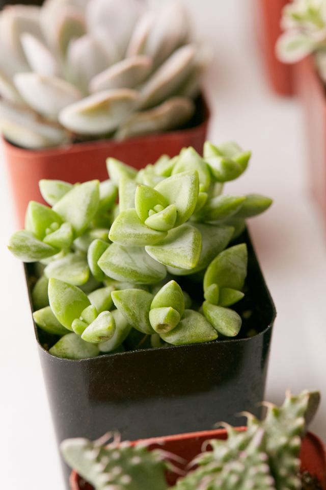 2" Live Assorted Succulents - Set of 20 #3