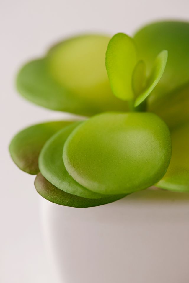 Potted Faux Jade Succulent Plant #1