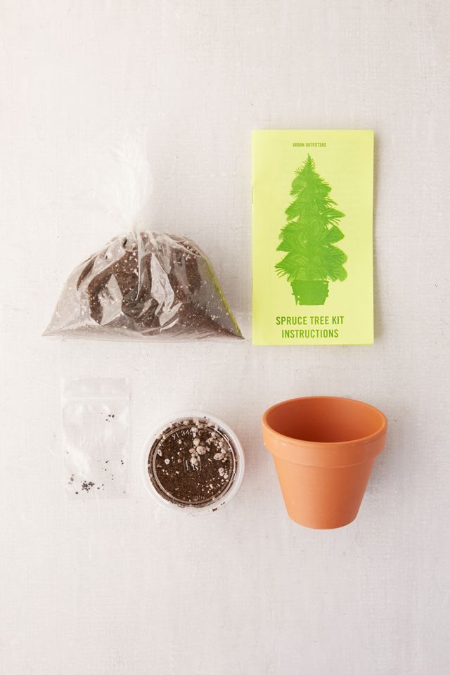Grow Your Own Spruce Tree Kit #1