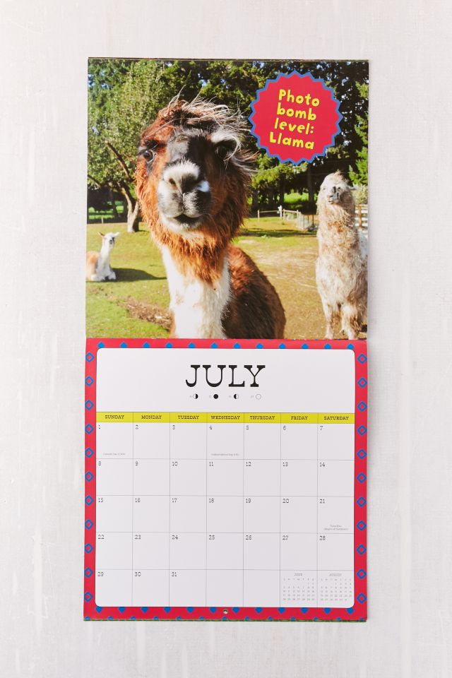 2018 Llama Drama 16-Month Wall Calendar #3