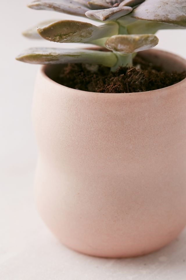 Domenic Frunzi Mini Ceramic Planter #2