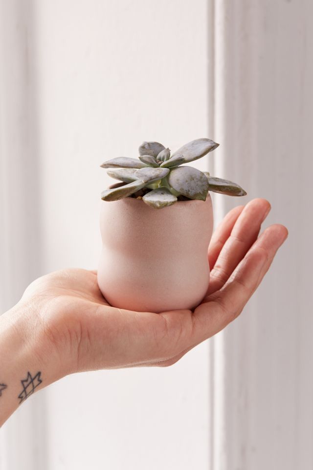 Domenic Frunzi Mini Ceramic Planter #3