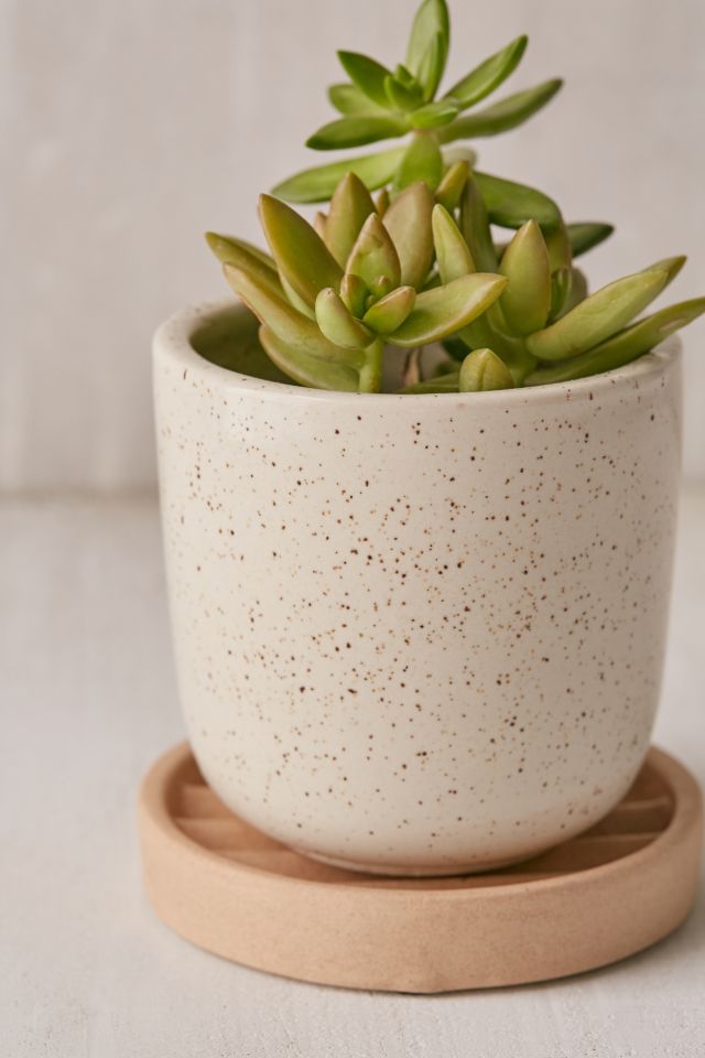 Parker 4" Planter + Drainage Tray Set #3