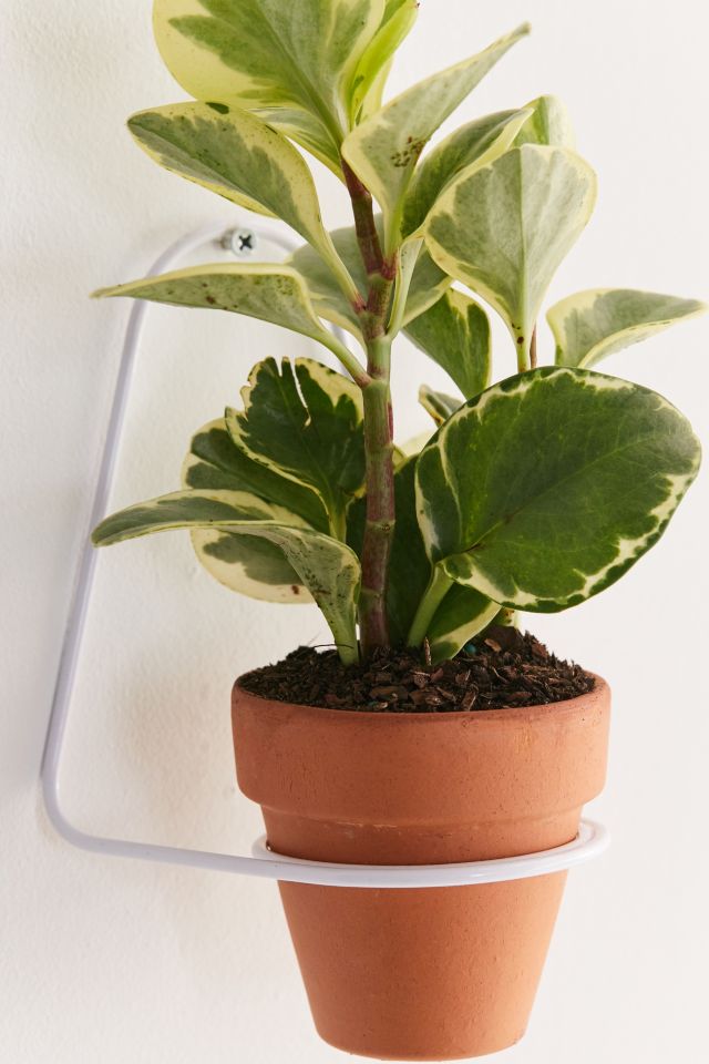 Aster 3.5" Planter Holder #2