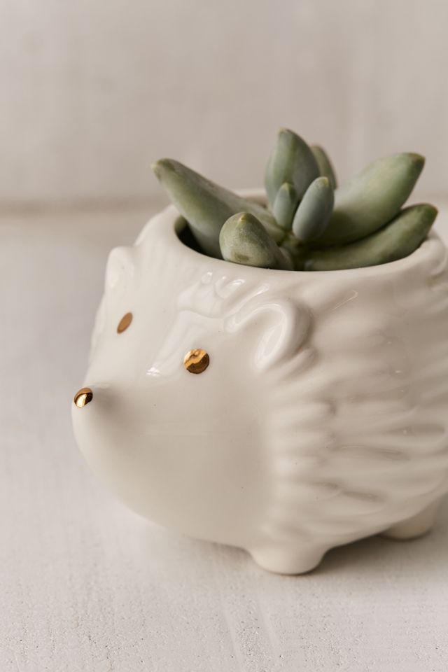 Plum & Punch Hedgehog Planter #1