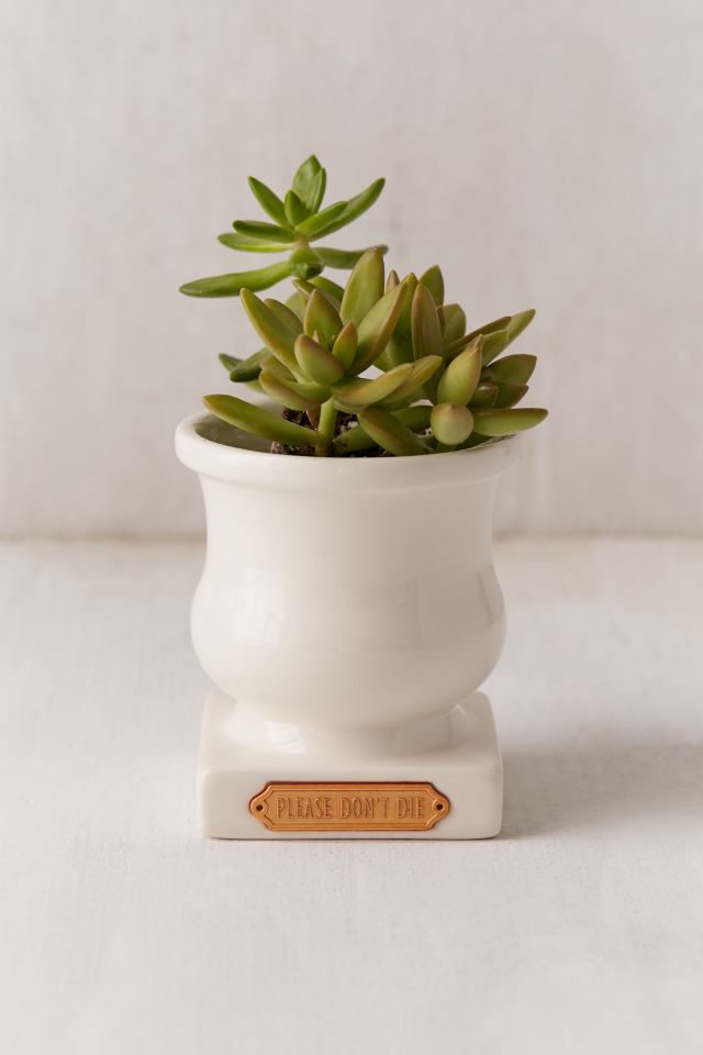 Plum & Punch Please Don't Die Planter