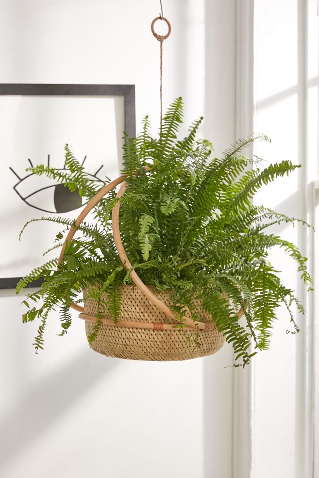 Margot 7" Hanging Planter #1
