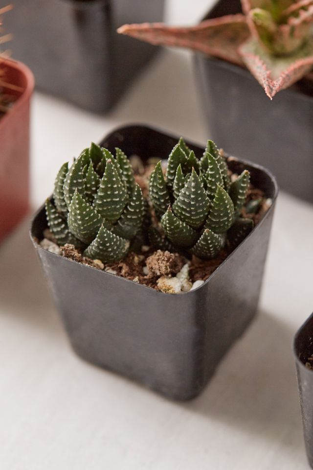 2" Live Assorted Hardy Plant - Set of 12 #1