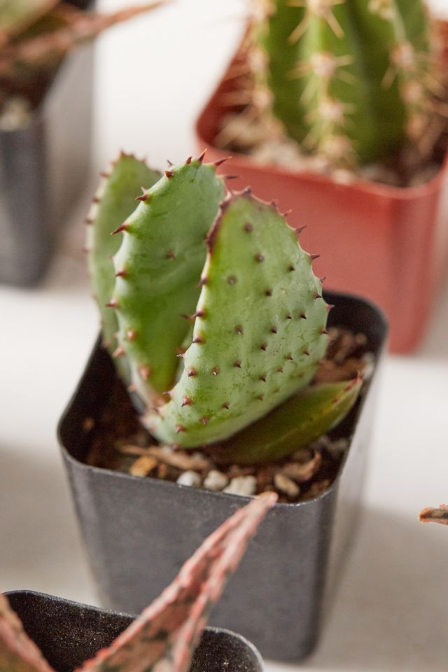 2" Live Assorted Hardy Plant - Set of 12 #3