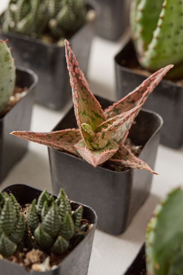 2" Live Assorted Hardy Plant - Set of 12 #4