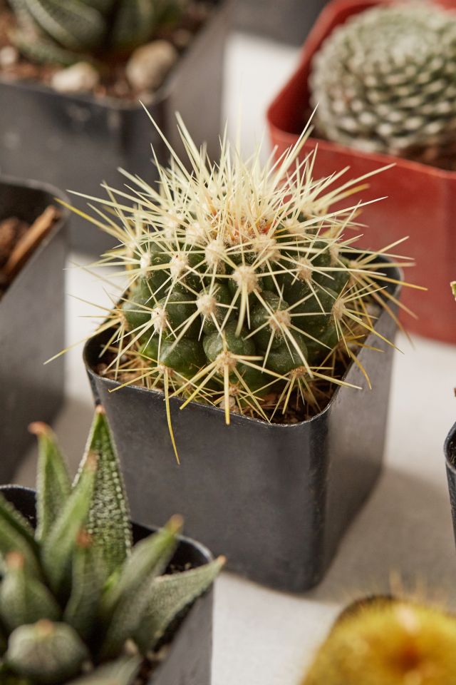 2" Live Assorted Hardy Plant - Set of 20 #2