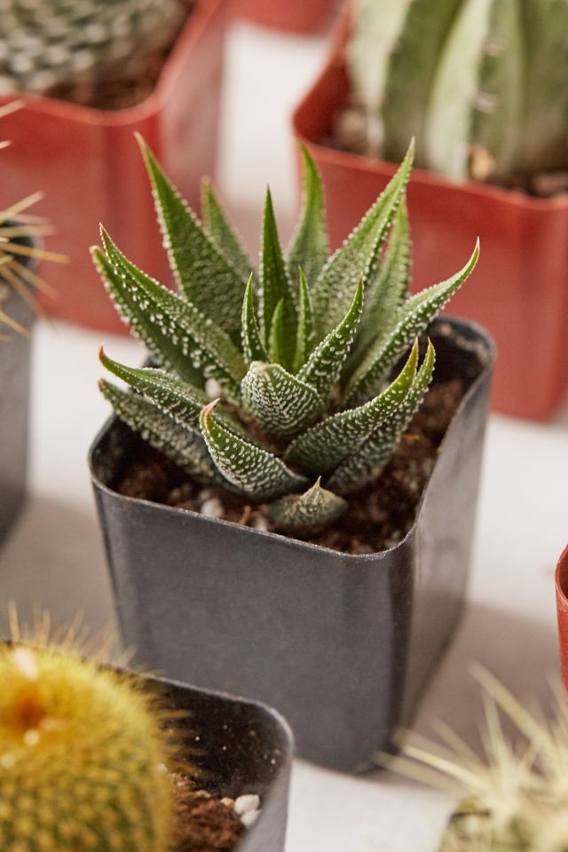 2" Live Assorted Hardy Plant - Set of 20 #3