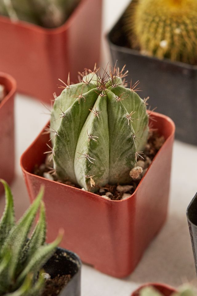 2" Live Assorted Hardy Plant - Set of 20 #4