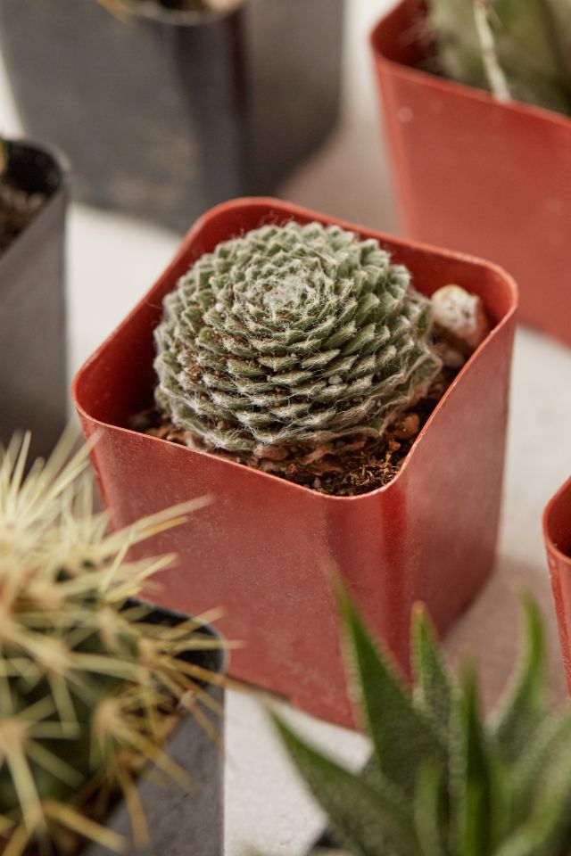 2" Live Assorted Hardy Plant - Set of 20 #5