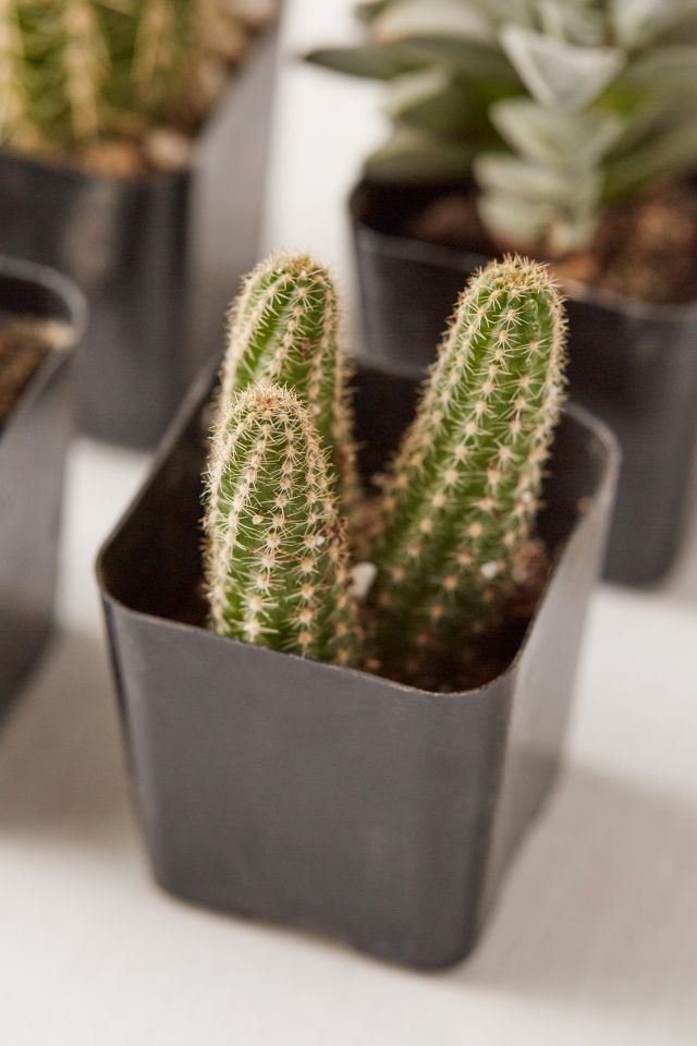 2" Live Assorted Hardy Plant - Set of 4 #1